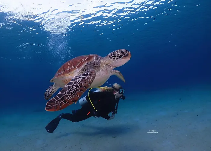 Chogogo Dive & Beach Resort Bonaire
